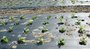 Odrůdy krycího materiálu pro hubení plevele a jak jej správně používat